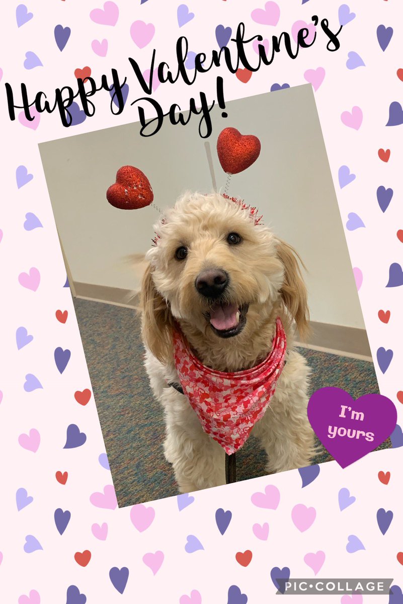 MECC_Counselor2's tweet photo. Shiner sends lots of love to all of his friends on this Valentine’s Day! 💗💗 #shinerlove #dogsofmason #MECCtherapydog https://t.co/jvR7Zg3B4m