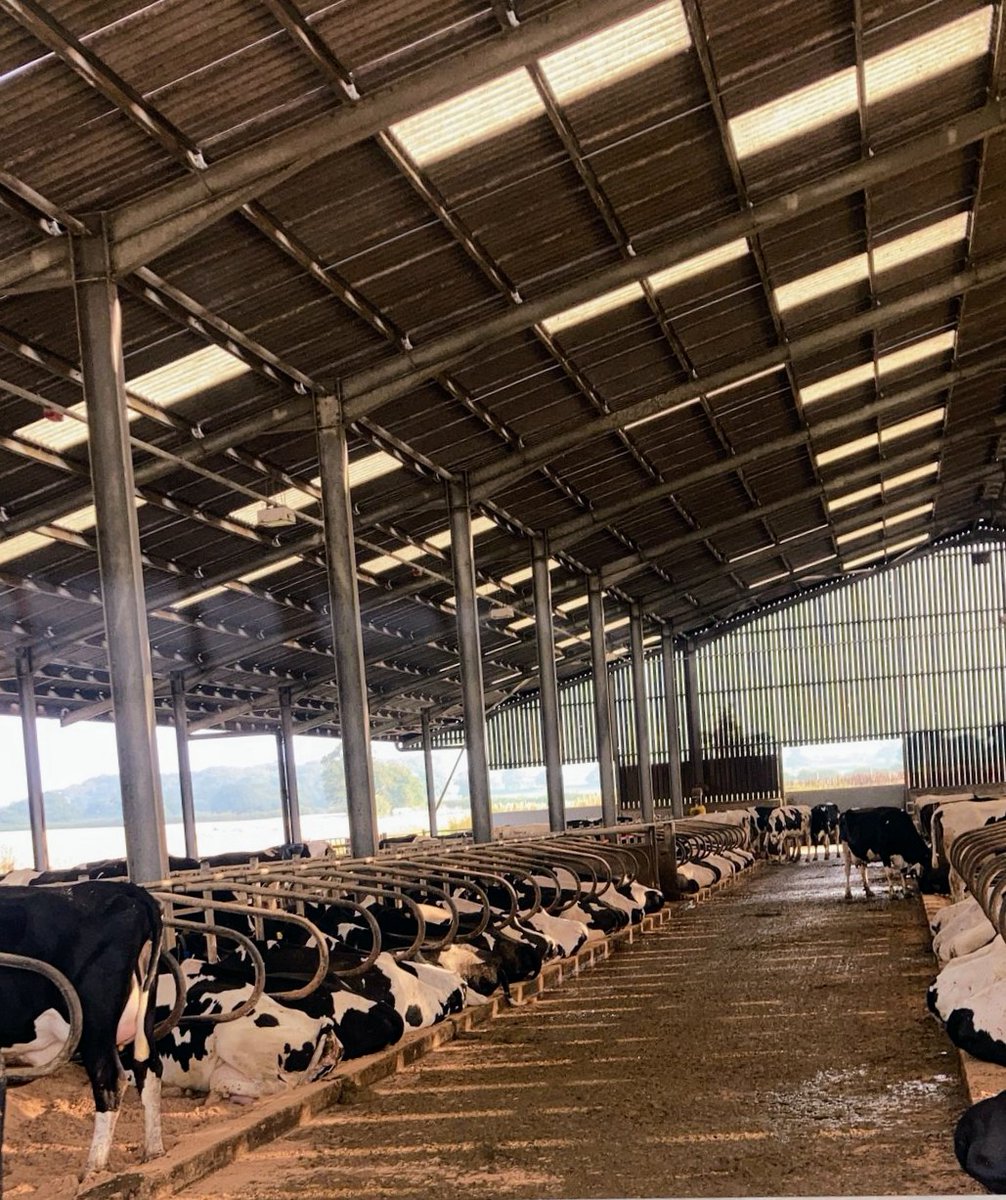 HaywoodFarmVets's tweet photo. Proud to be part of a community of farmers who love their cows. 

THIS is dairy farming in the UK. 

There's light, space, air, quality feed, rest, comfort and care. 

#teamdairy #farming #farm24 #milkingcows #shropshire #farmvets https://t.co/uUiX3DGYKF