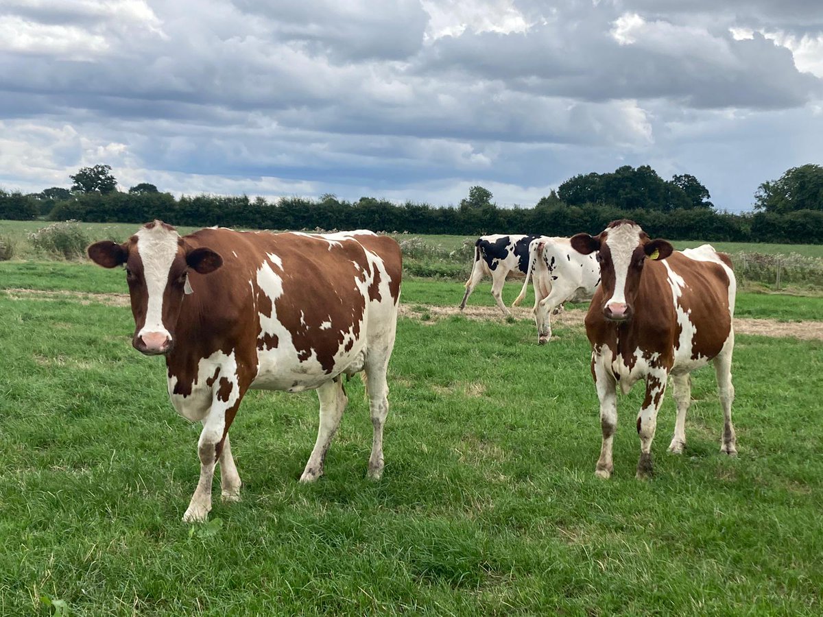HaywoodFarmVets's tweet photo. Proud to be part of a community of farmers who love their cows. 

THIS is dairy farming in the UK. 

There's light, space, air, quality feed, rest, comfort and care. 

#teamdairy #farming #farm24 #milkingcows #shropshire #farmvets https://t.co/uUiX3DGYKF