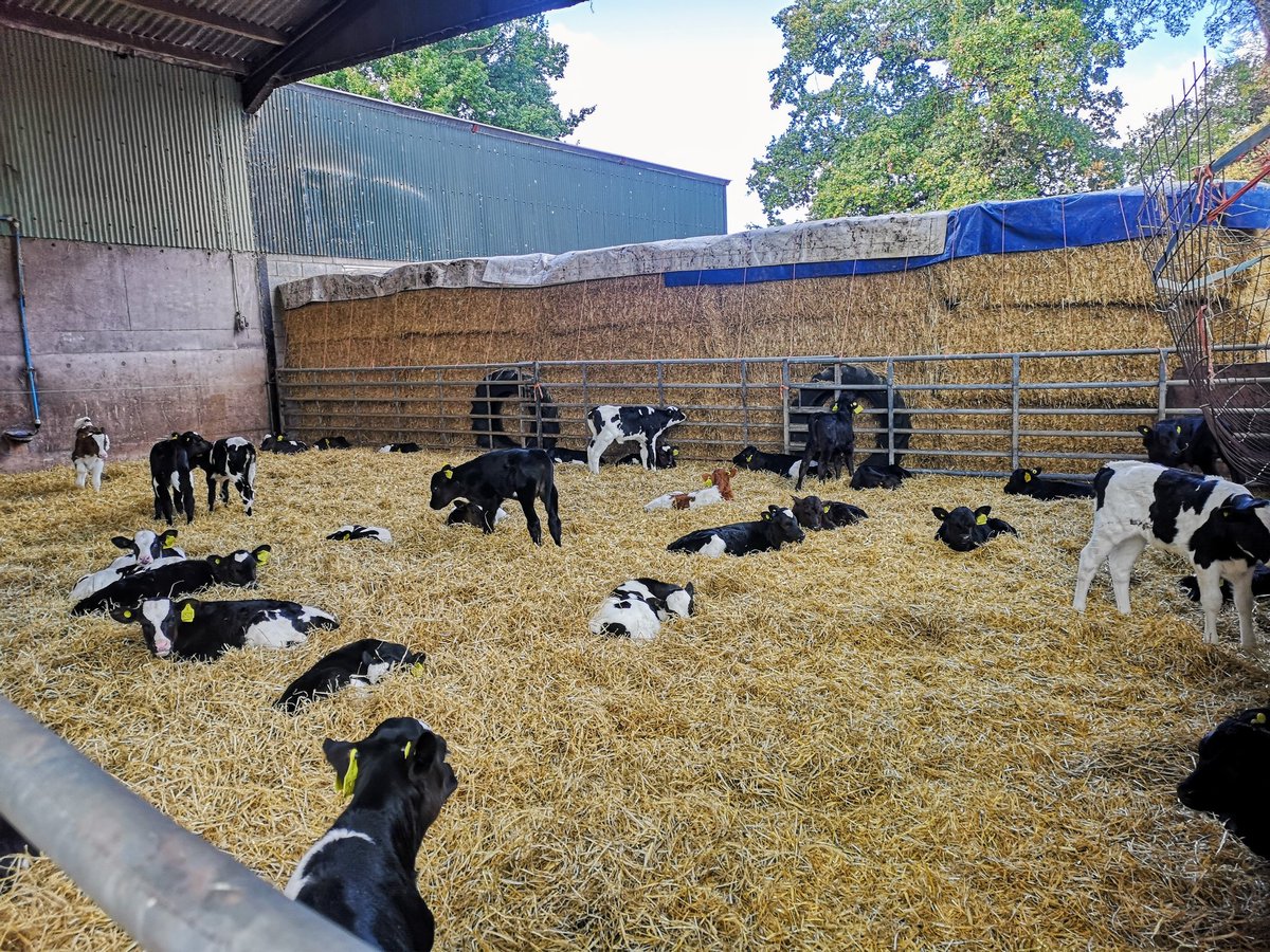 HaywoodFarmVets's tweet photo. Proud to be part of a community of farmers who love their cows. 

THIS is dairy farming in the UK. 

There's light, space, air, quality feed, rest, comfort and care. 

#teamdairy #farming #farm24 #milkingcows #shropshire #farmvets https://t.co/uUiX3DGYKF
