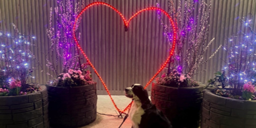 cityofcoquitlam's tweet photo. 💗 It's a paws-itively perfect Valentines Day photo spot! Check out the illuminated heart on the South side of the Town Centre concession stand today and tomorrow from 4 – 10:30 p.m. Happy Valentines Day!

#lafargelake #valentinesday #coquitlam #dogsofcoquitlam #photostop https://t.co/aGpigdAfof