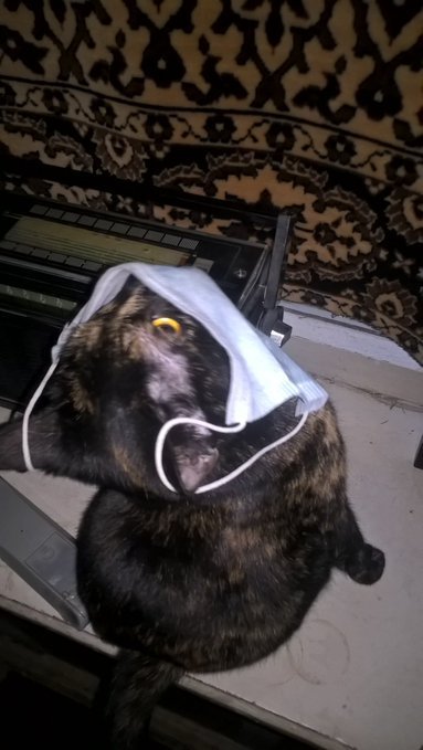 KnightChamomile's tweet photo. #HappyValentinesDay #CatsOnTwitter #CatsLivesMatter  #cats #CatsOfTwitter  #TwitterGIFs #Twitter #mask #MaskUp https://t.co/FHVPE00slo