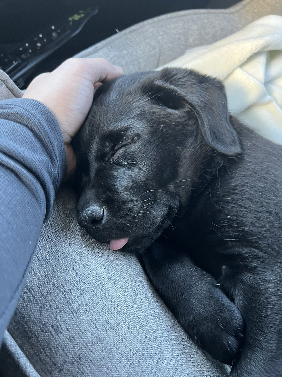 WashedUpGreg's tweet image. Riggies or Tonks? I wish she was clumsier so it was an easy pick. Either way she’s a sweetheart. Time to meet Pua