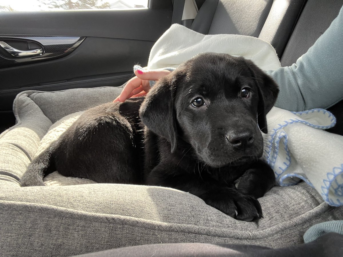 WashedUpGreg's tweet image. Riggies or Tonks? I wish she was clumsier so it was an easy pick. Either way she’s a sweetheart. Time to meet Pua