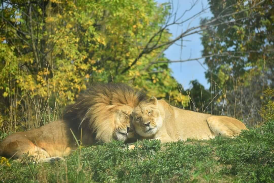 fortwaynezoo's tweet photo. We hope your Valentine’s Day is roar-some.♥️ #Zoolentine #ValentinesDay 
📸Guest Michele https://t.co/nuF8v1XbOF