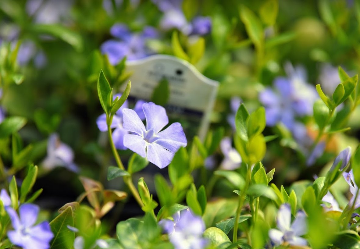 ArborValley's tweet photo. A little #flowerpower for your timeline on this Valentine's Day! We hope you all have a happy day surrounded by the ones you love most. 💚 https://t.co/meHNfeBfGb
.
#growingqualitylife #valentinesday2022 https://t.co/kYADXUGmJT