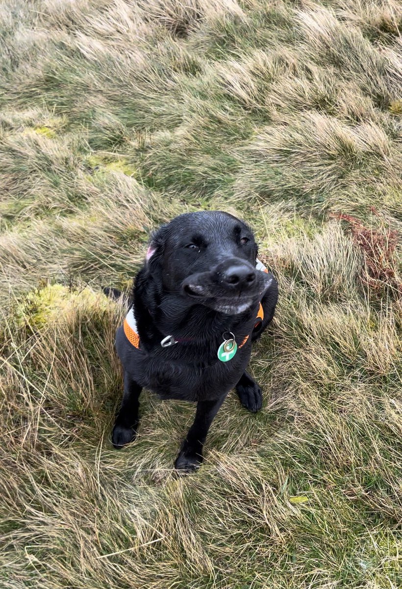 rossmacscot's tweet photo. Fantastic @sardasearchdogs training weekend in the @NNPMRT area south of the border. Great weekend for all dogs, bodies and handlers. Working high on the hill on Saturday make for some interesting photos 💨. Many thanks to @WoolerYHA for hosting 🐾 https://t.co/pRuowTeEGi