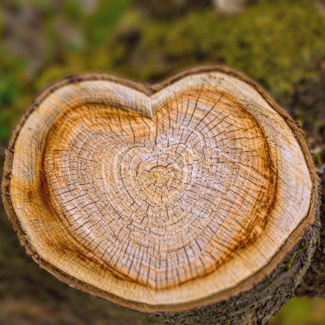 Ever wonder what makes trees so strong and resilient? As a tree grows, the inner most part of the trunk, Heartwood, hardens to provide stability and support throughout the tree’s life. 
Show how strong your love is, plant a tree!
linktr.ee/TheParkPeople

#freetrees #valentinesday