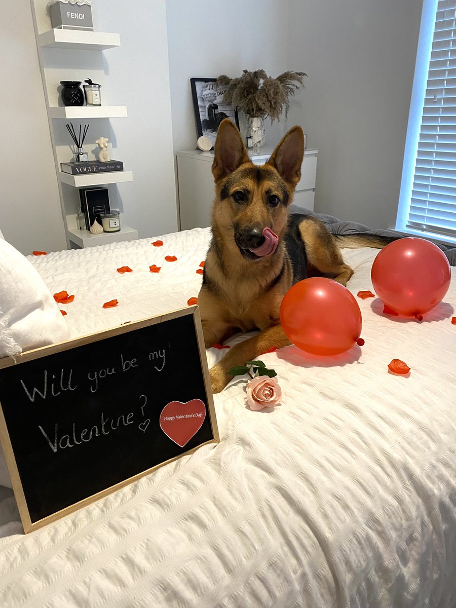 Hannahjane95's tweet photo. Will you be my Valentine ? 🌹
@PetsatHome #viplove https://t.co/TJldebvzgN