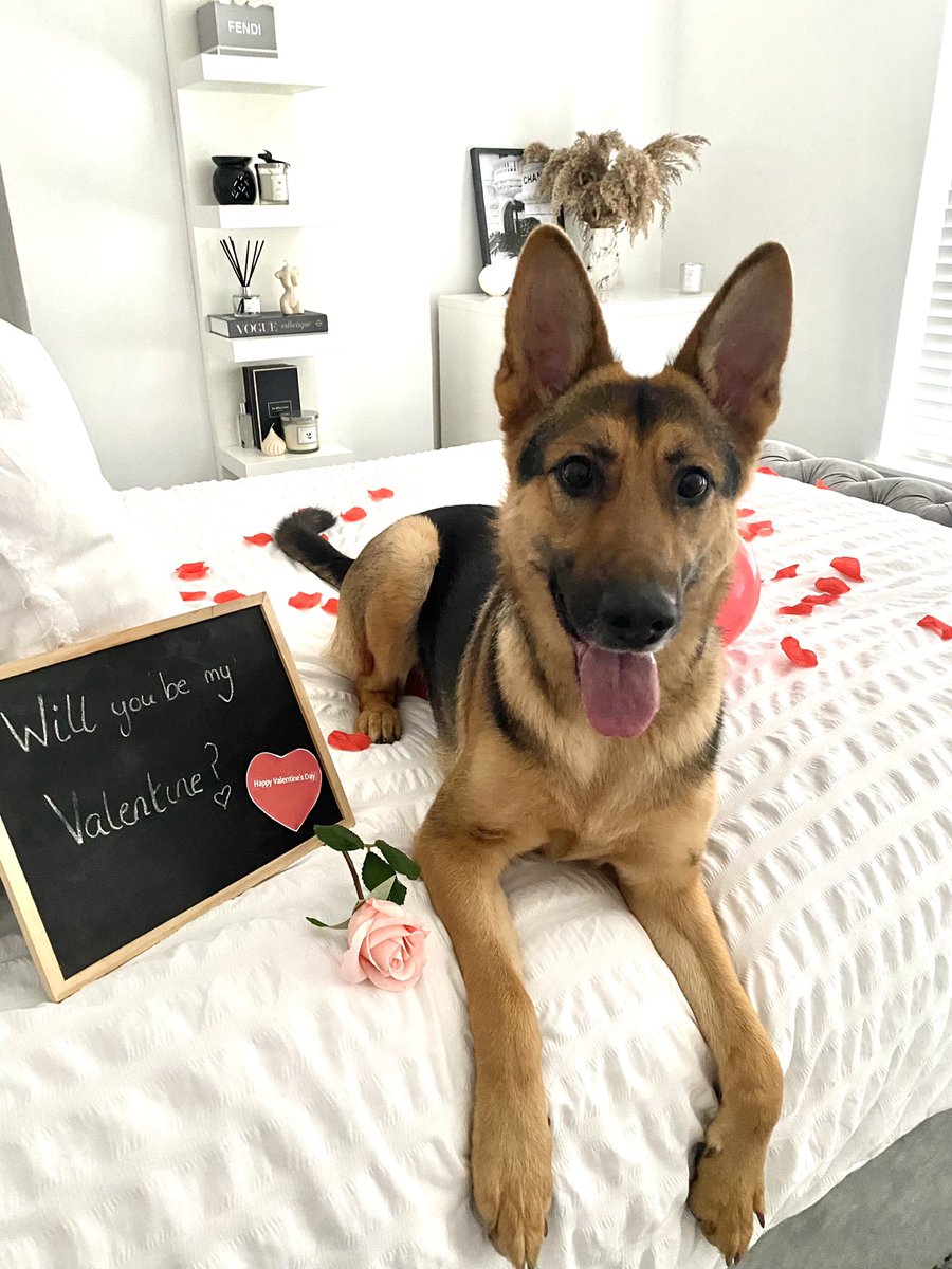 Hannahjane95's tweet photo. Will you be my Valentine ? 🌹
@PetsatHome #viplove https://t.co/TJldebvzgN