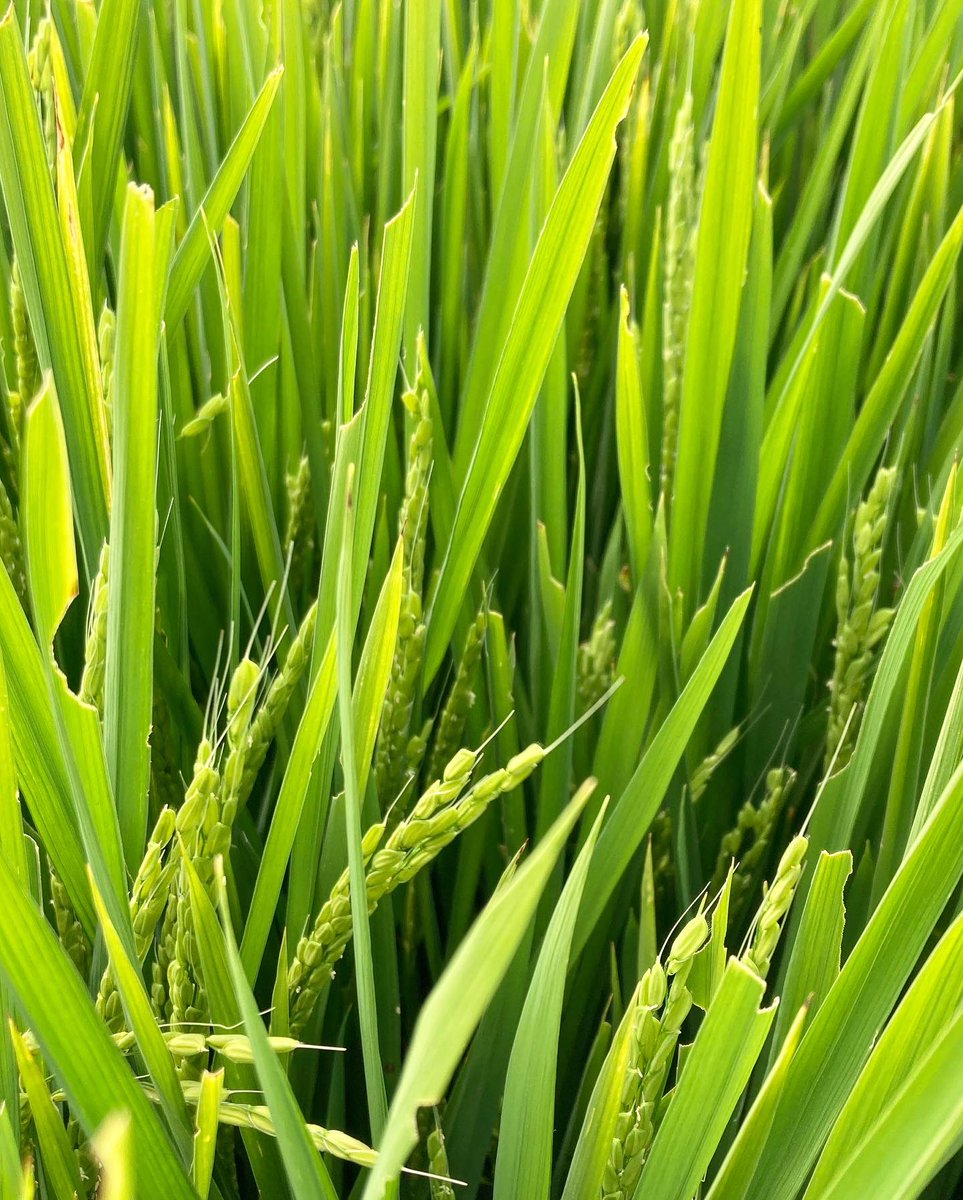 🌾 Armyworm Inspections in Rice 🌾

Most of the heads have now emerged in the Western Murray Valley! Armyworms are starting to become present in Rice crops around the Wakool area. Please be vigilant and proactive. Speak to your Agronomist about treatment options. #rice #agronomy