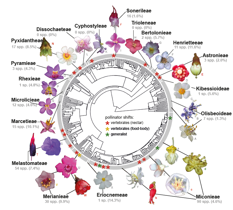 the_kunsze's tweet photo. #MelastomataceaeMonday: a teaser on our chapter on a family-wide perspective of #pollination in the upcoming #Springer book on Systematics, Evolution and Ecology of #Melastomataceae! Find more here: https://t.co/ul5uol94Vm https://t.co/O3OKSP1TYy