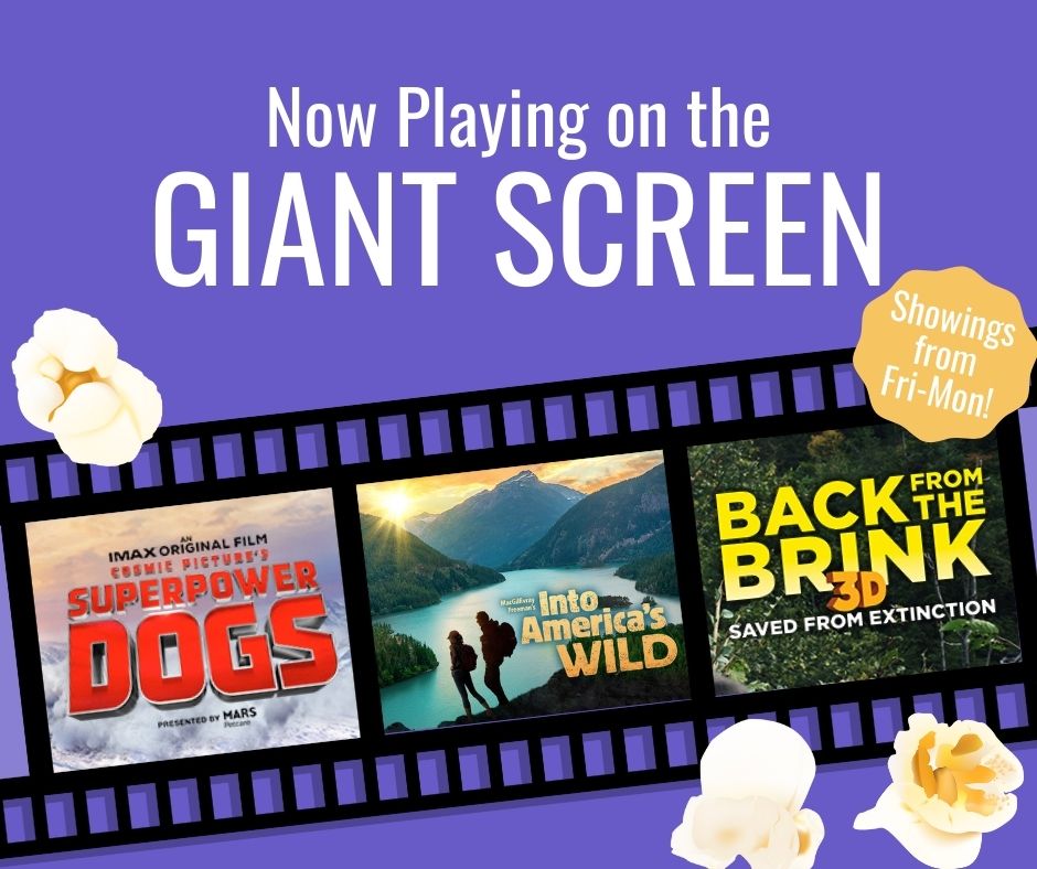 PutnamMuseum's tweet photo. Staying in the QC for the long weekend? Catch a movie on our GIANT Screen! Visit https://t.co/PZe23oif0x for the full film schedule. #PutnamMuseum #VisitQuadCities #IowaMuseum #TagtheQC #QCThatsWhere #IntoAmericasWild #BackFromTheBrink #SuperpowerDogs https://t.co/IeMXEY87K9