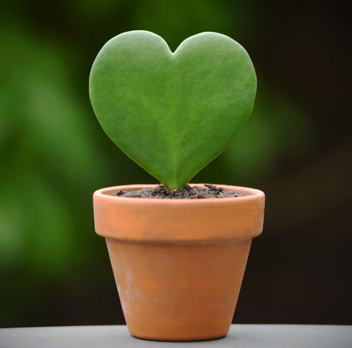 Happy Valentine's Day to plant lovers everywhere! xoxo  -Team Get Growing 🥰 #valentinesday #getgrowing