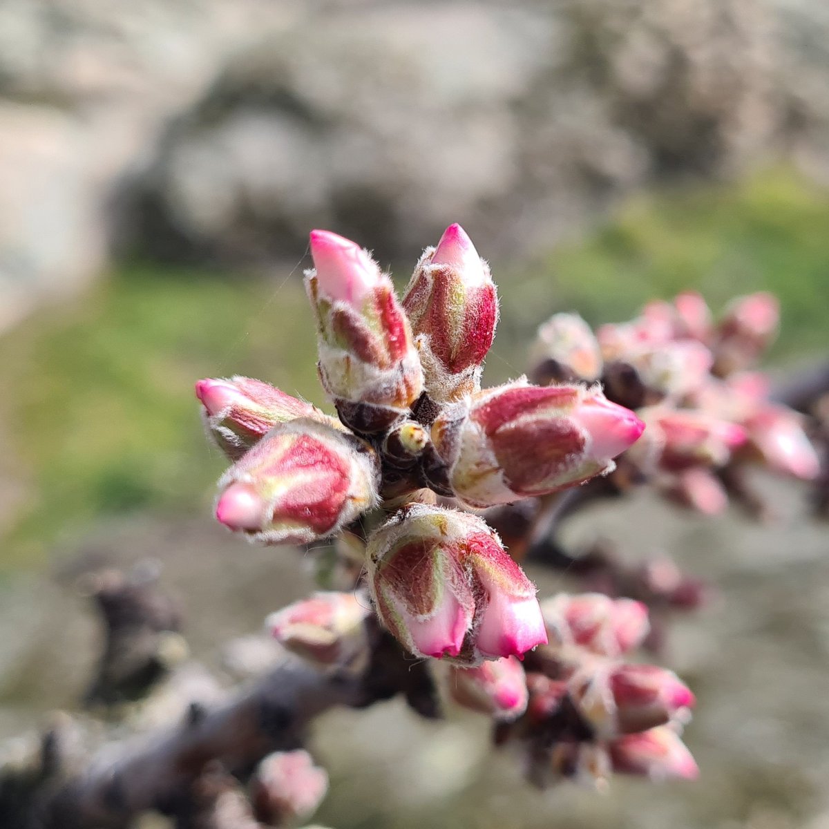 juzbadoayto's tweet photo. Los almendros de la Peña del Castillo junto al @Museodelafalla ya apuntan maneras....
#Juzbado
#herecomesthespring #Juzbado2022 #Salamanca
#almendroenflor https://t.co/v49O4El83w