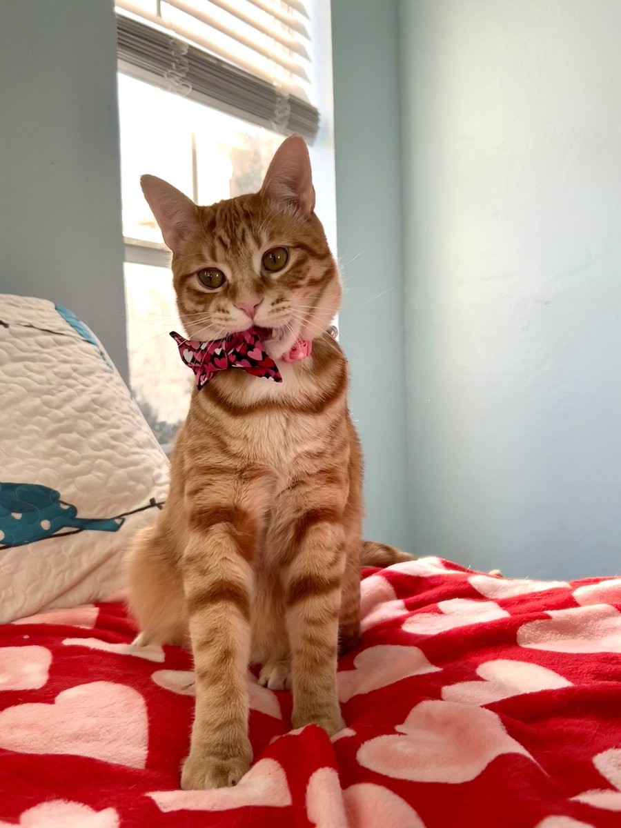 michellevw's tweet photo. Salsa says “happy Valentine’s Day”. Take this stupid bow off of me 😂 #rescuecat https://t.co/Zf3zoEKdiT