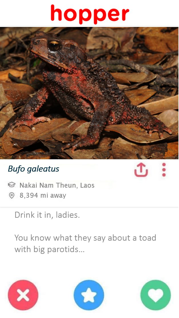 Jennifer Sheridan (@jenasheridan) on Twitter photo For #ValentinesDay2022 I’m sharing some #frog dating options. There’s someone for everyone! Come to the <a href="/CarnegieMNH/">Carnegie Museum of Natural History</a> Nature Crawl to see all the Hopper profiles, and learn about #amphibian amor. #WhosYourFavorite? For #ValentinesDay2022 I’m sharing some #frog dating options. There’s someone for everyone! Come to the <a href="/CarnegieMNH/">Carnegie Museum of Natural History</a> Nature Crawl to see all the Hopper profiles, and learn about #amphibian amor. #WhosYourFavorite?