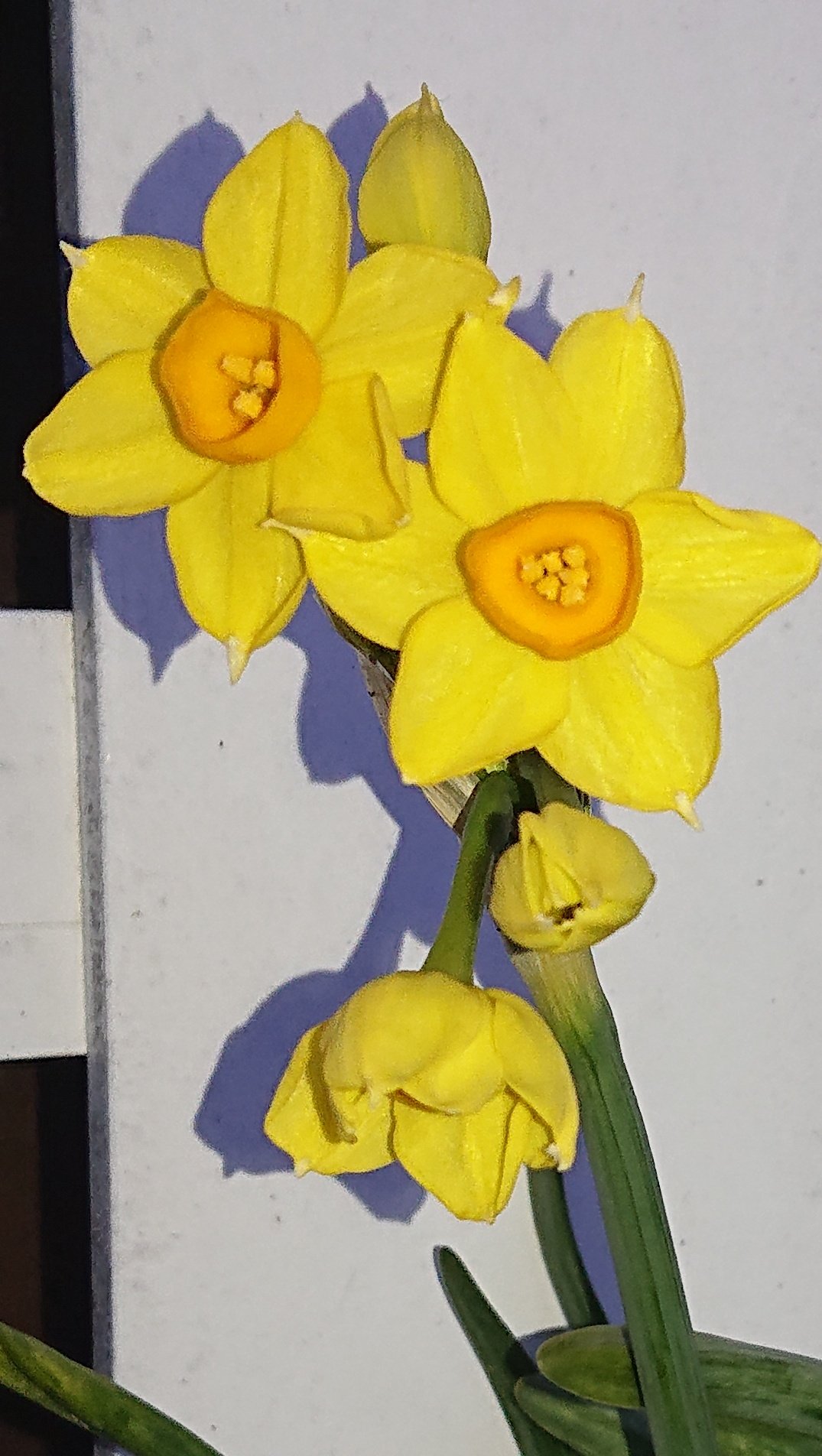 凛として花一輪 Twitter Search Twitter