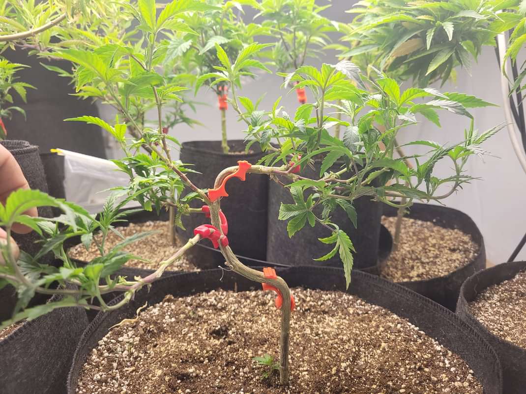 smokevibes420's tweet image. #bluecookies #whitecookies