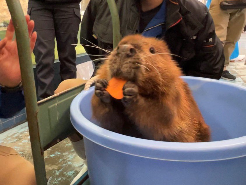 Maro Animaro かわいい 鳥羽水族館 アメリカビーバー シーポン君 T Co Adqcufgnxr Twitter