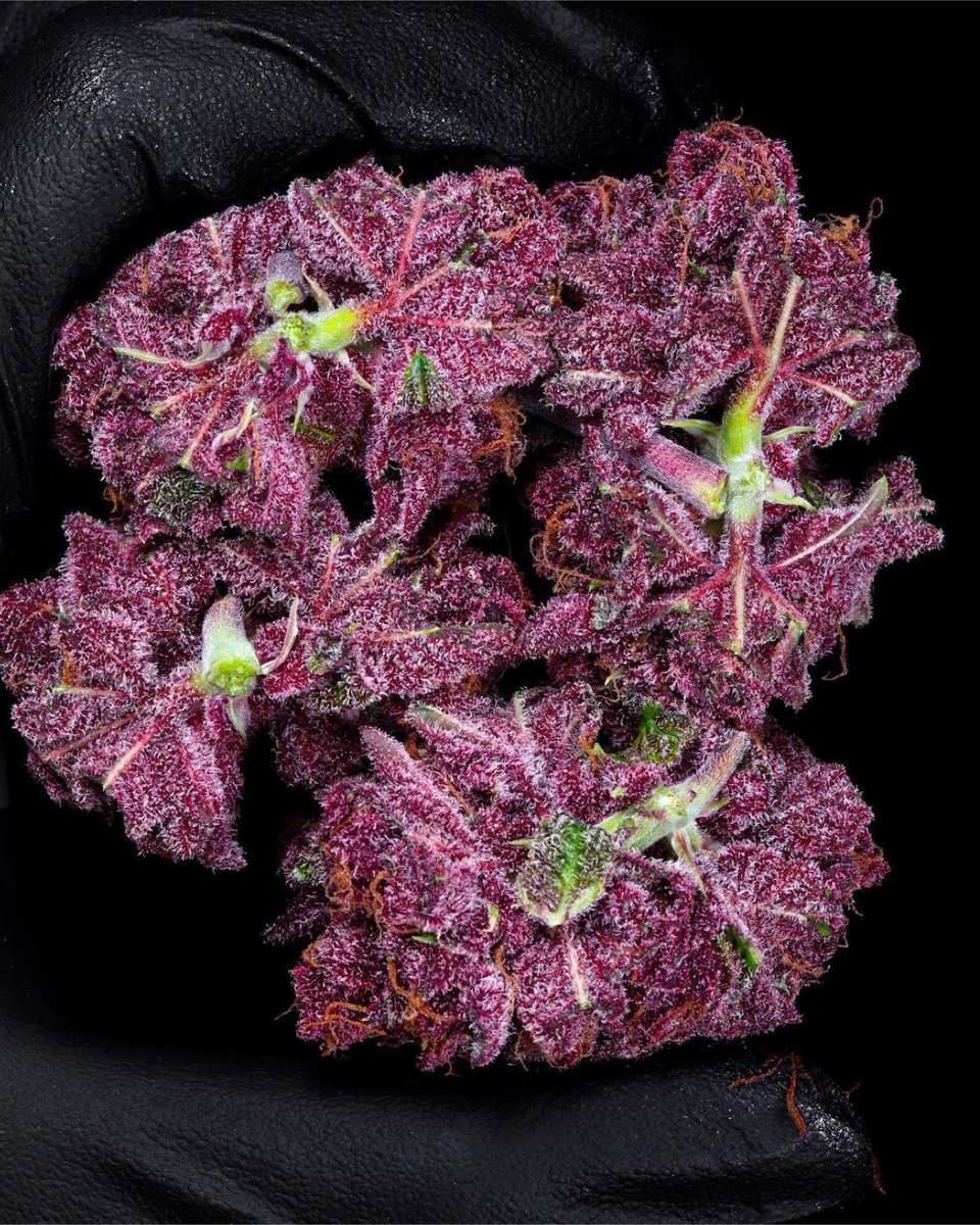 Cypress Hill ™ tweet media