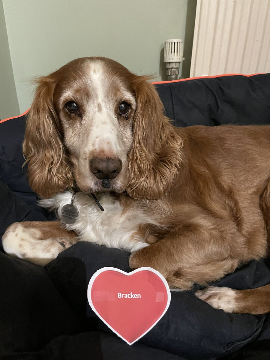 asrik's tweet photo. #VIPlove @PetsatHome https://t.co/OJNlu27x5J