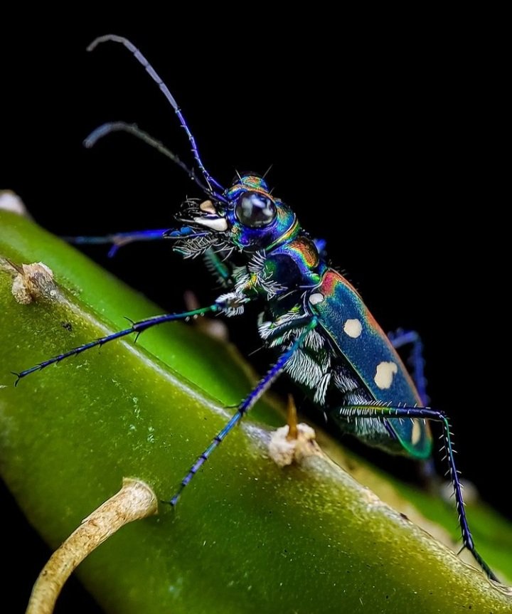 Colourful Tiger Beetle in macro. 

Pic by fredi _ phonegraphy