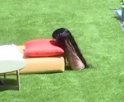 vaidesmaiar's tweet photo. A Brunna mais tarde colocando a lace pra secar #BBB22 https://t.co/AtjgL85E2A