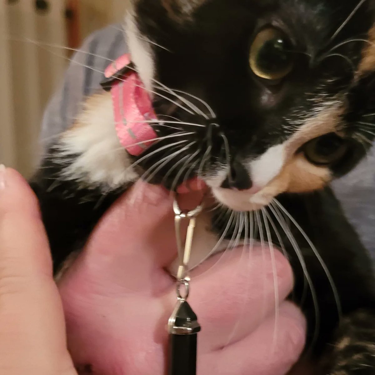 GG2treasures's tweet photo. Check out our Fur Baby Protection Stone. Clips right onto their collar....for your kitties or doggies https://t.co/aXcNVdgdAb 
Thanks for looking😍 https://t.co/eLbQA4E84j