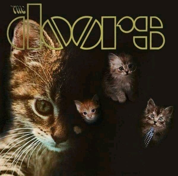 PetChivo's tweet photo. Queremos Rock &amp; Roll🤘 https://t.co/HSTCtpHPxK