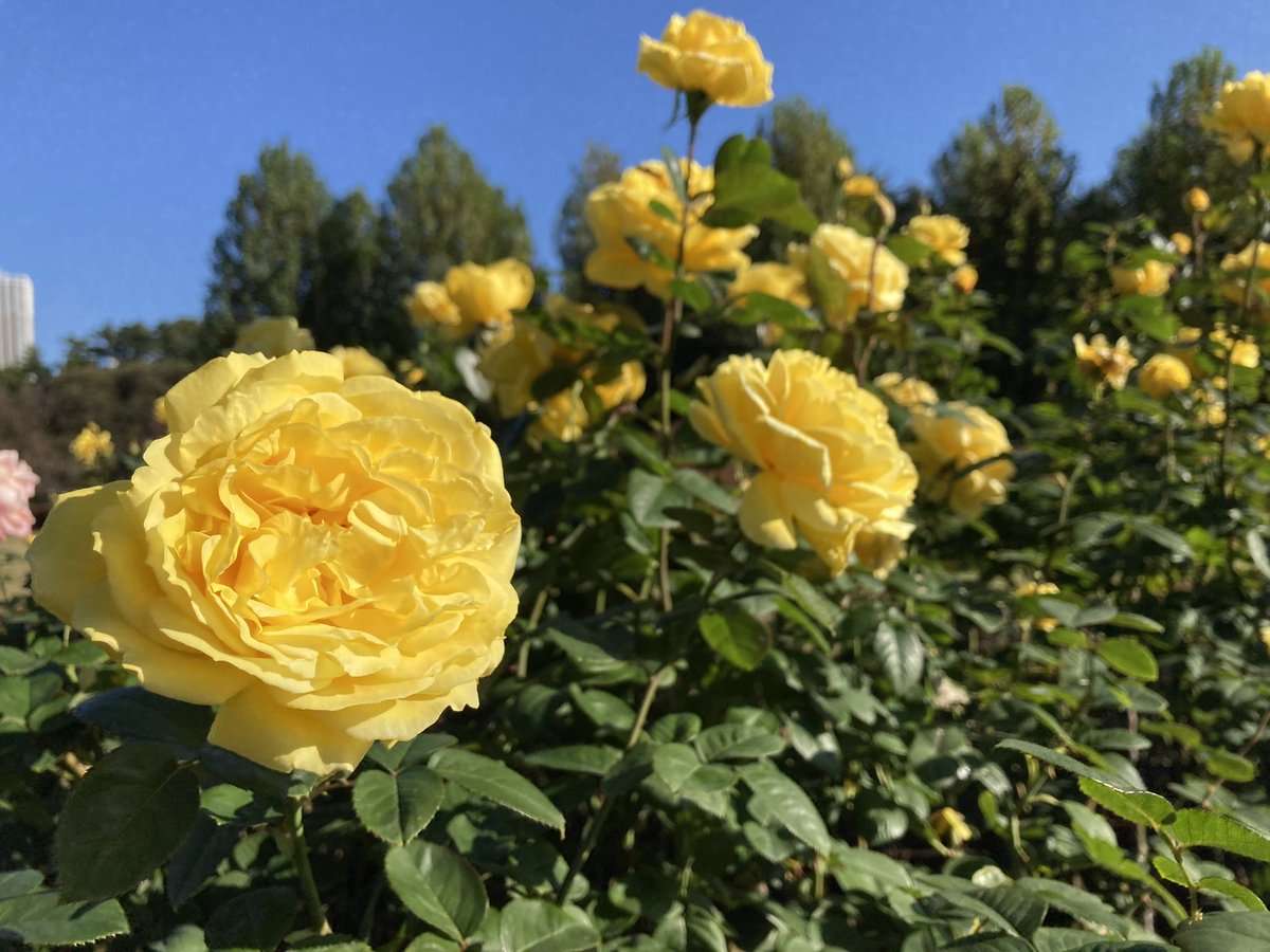SignalEVE's tweet photo. 黄色のバラって珍しいですよね。

花言葉は…
「友情」「友愛」「平和」「献身」「愛の告白」です🌹

#スマホ写真 #写真好きな人と繫がりたい #写真で伝える私の世界 #キリトリノセカイ #スマホ撮影 #写真好きな人とつながりたい #写真が好きだ #写真が好きな人と繋がりたい

https://t.co/TmoruUsAvj https://t.co/721fjr7bnL