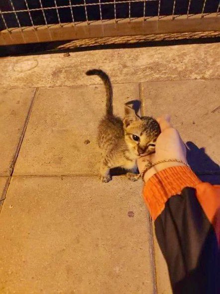 Bodega Cats tweet media