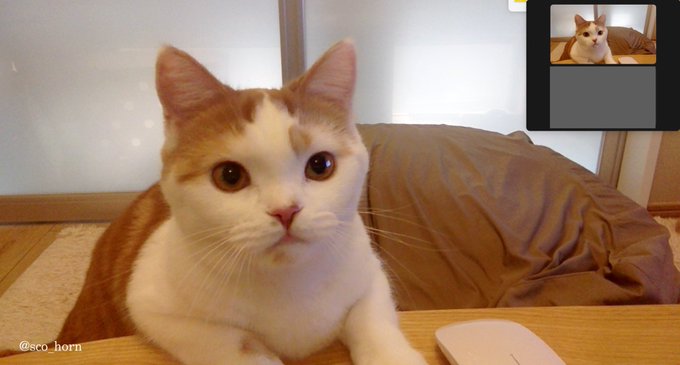 Zoom画面をのぞく猫ちゃんが 完全に会議参加してる顔 キリッとした真剣なまなざしに 係長ですね の声 ねとらぼ