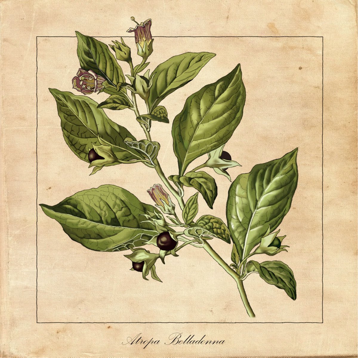 TheInboxstory's tweet image. Did you know the Belladonna herbaceous plant, commonly known as “deadly nightshade”, causes severe symptoms of poisoning, rapid heartbeat, dilated pupils, delirium, vomiting, hallucinations, and death due to respiratory failure….#theinbox #belladonna  #happyvalentinesday 🥀🕷