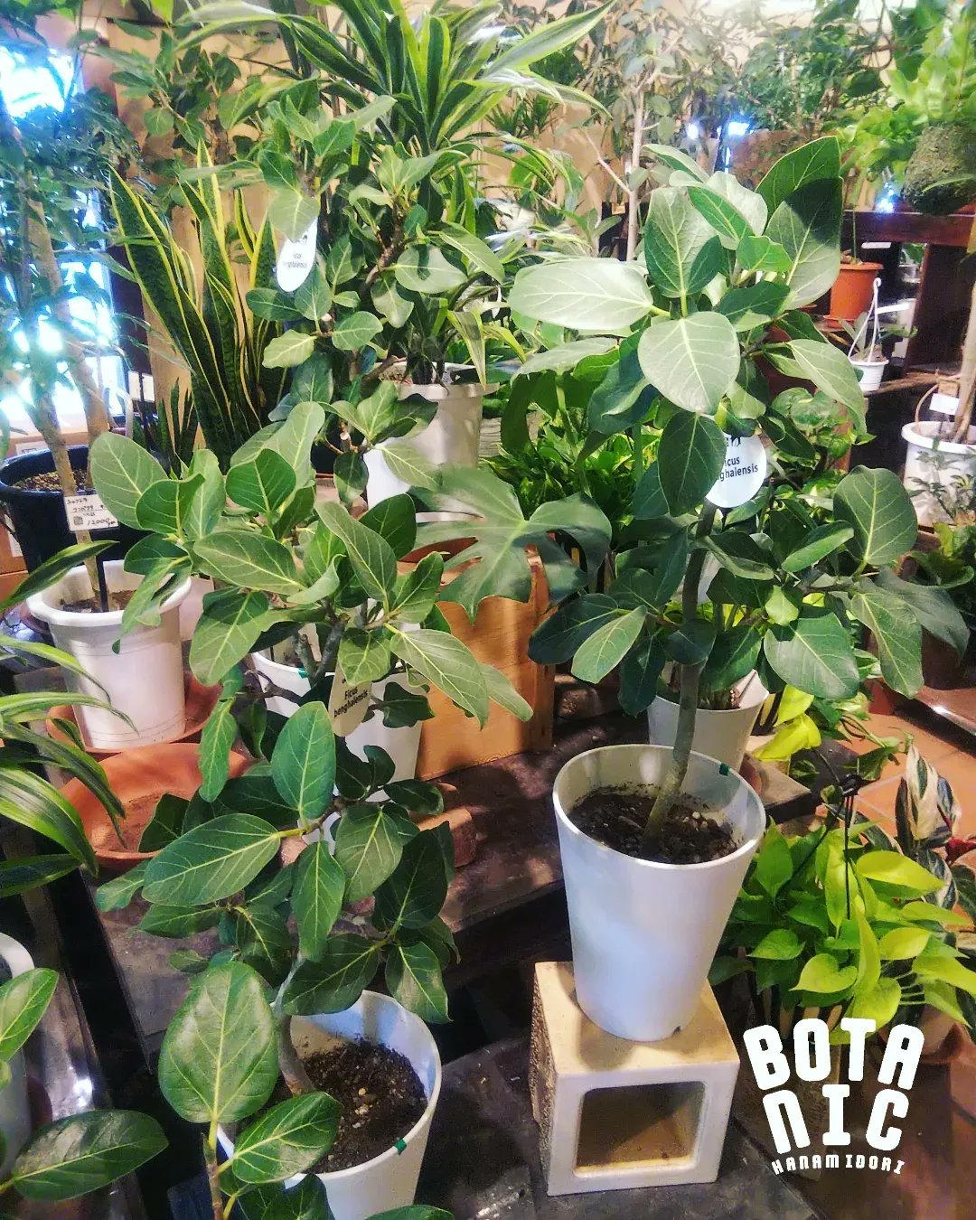 園芸専科 花見鳥 Hanamidori Cube878 Twitter