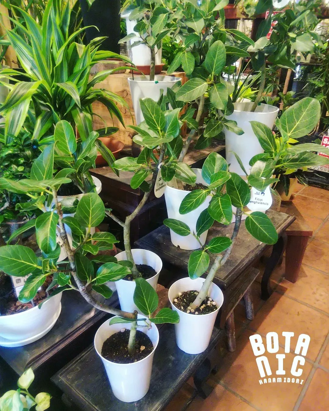 園芸専科 花見鳥 Hanamidori Cube878 Twitter