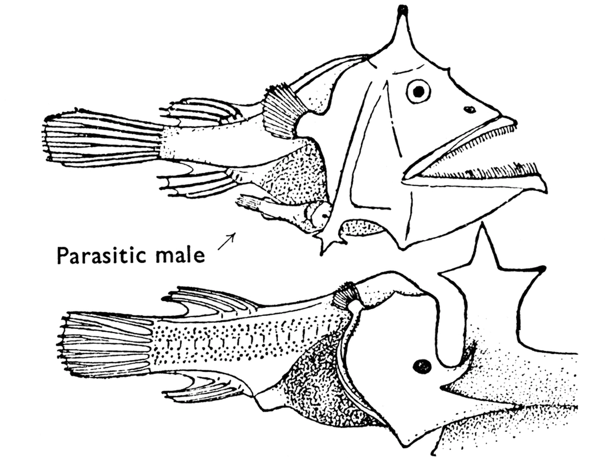 running on 4hrs sleep, cranky, uncomfortable, squinting at looming work deadlines
wishing so bad i was a Parasitic Oceanic Angler-Fish 'Edriolychnus Schmidtii' Male Which Lives Attached Upside Down To The Female