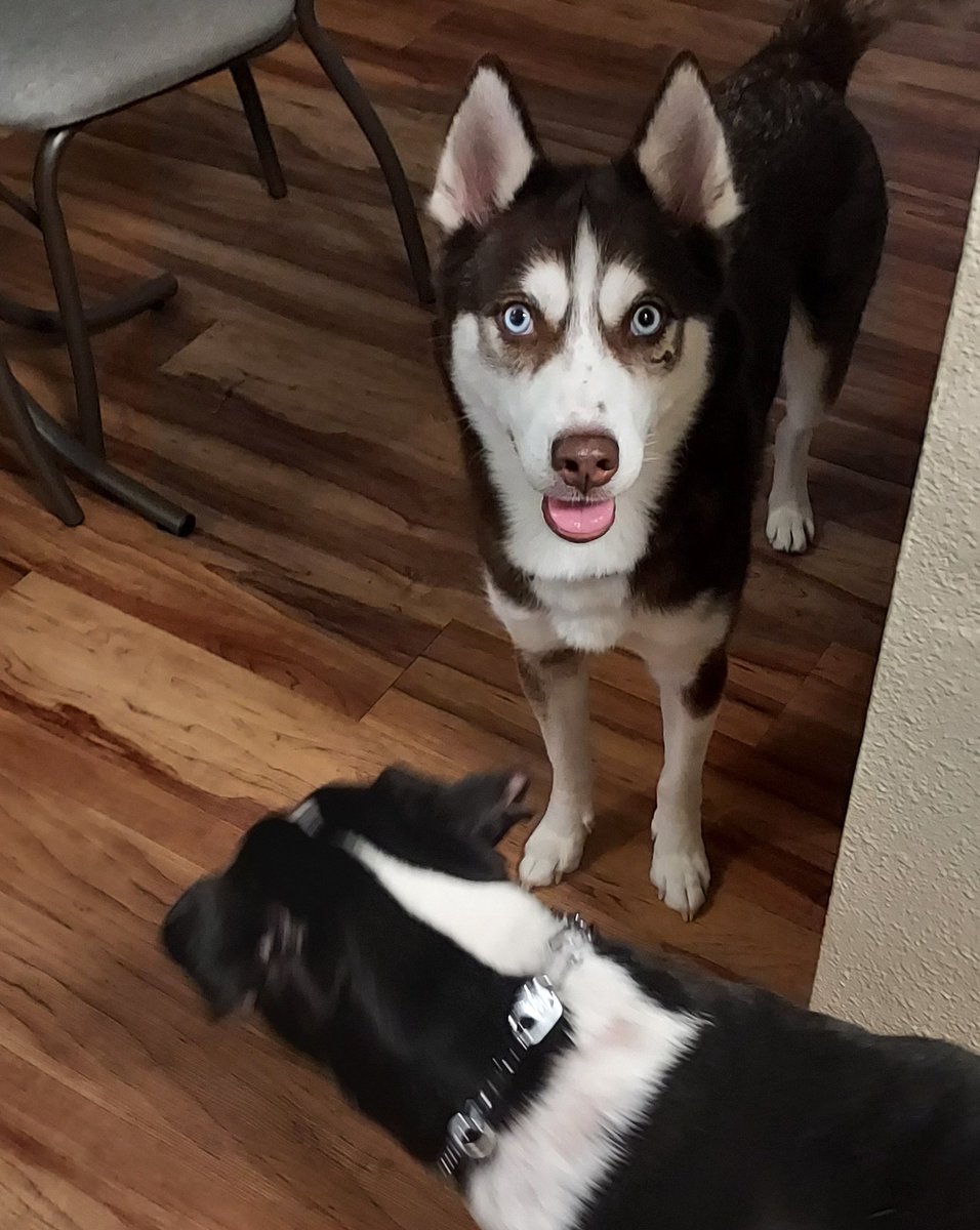 DukeRescued's tweet photo. Frens, what is happening? I think my Mom got me a new sister. Her name is Lola, and was also an abandoned stray. Mom knew her former owner, but apparently they gave up on her, and we found her roaming the neighborhood on our morning walkies, and she looks thin &amp; slightly injured. https://t.co/Z0vzX3b1Aa