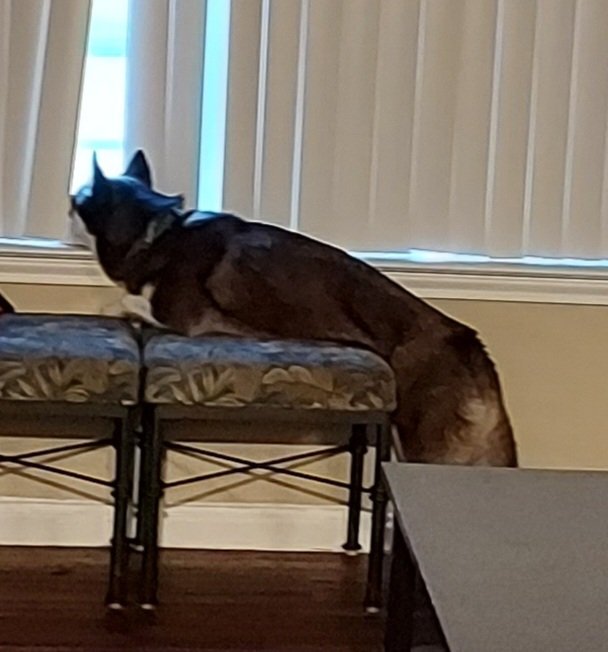 DukeRescued's tweet photo. She looks out the window a lot. I think she still thinks her former owner will come back. But she's not coming back. 😢 https://t.co/lEQA7GxCSi