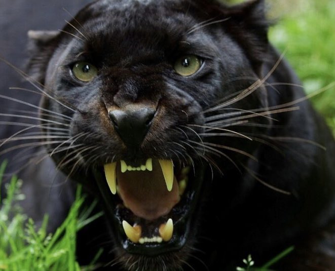 GirlsBBMVHS's tweet photo. Girls’ Bi-District Playoff game against Lanier will be Tuesday, February 15, at 7:00!!  Come out, be loud and wear black!!  @PantherSportsMV @HighSchoolMV @MVISD https://t.co/C46ab79YMy