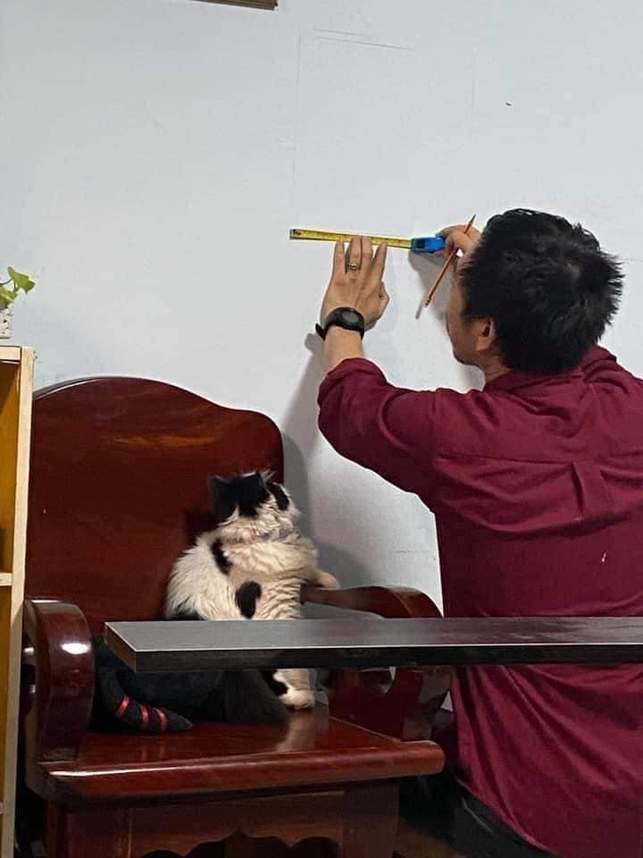✨ Gatitos que curan tu depresión ✨ tweet media