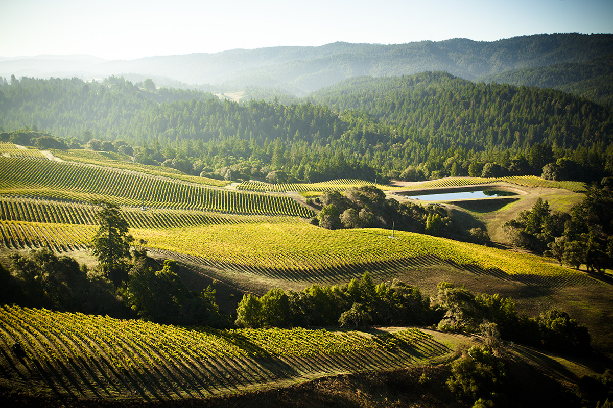 Just outside of the town of Navarro in what locals call “The Deep End” of Anderson Valley is the Maggy Hawk vineyard. The cold nights help hold the acidity in the grapes, while the short, intense sun exposure in the day brings slow, optimal ripeness for our Maggy Hawk Pinot Noir.