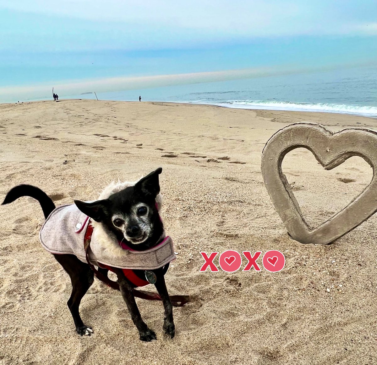 #HappyValentinesDay #ValentinesDay #ValentinesDay2022 #RescueDogs #RESCUE #rescuedog #beachvibes #beachlife #beachbum ☀️🌊🐕‍🦺💝