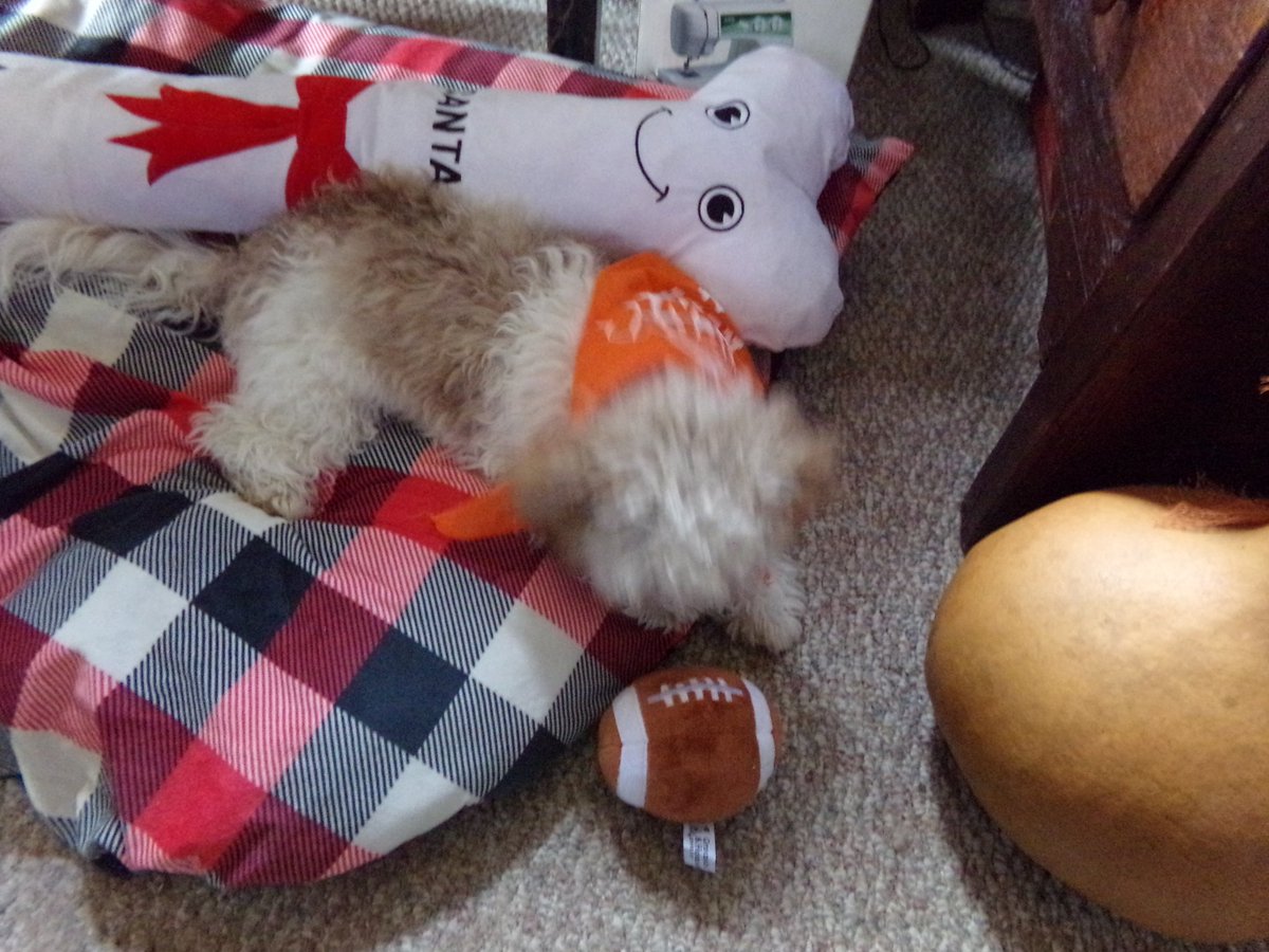 Some more pictures of me yesterday as I showed my support for the pups and kittens on #PuppyBowl! Really enjoyed watching and look forward to watching Puppy Bowl 19 next year! <a href="/AnimalPlanet/">Animal Planet</a> <a href="/discoveryplus/">discovery+</a>