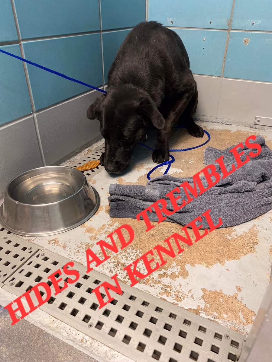 🎥𝗦𝗢 𝗦𝗖𝗔𝗥𝗘𝗗 youtu.be/Bwu7pprtTb4

🎥𝗔𝗟𝗟𝗢𝗪𝗜𝗡𝗚 𝗣𝗘𝗧𝗦 youtu.be/24GHKNIhuL8

🐾 Santos came into BARC as a stray on 2/12 and is absolutely terrified.💔 He doesn’t walk on a leash and has to be catch poled, which has unfortunately caused injuries to his mouth