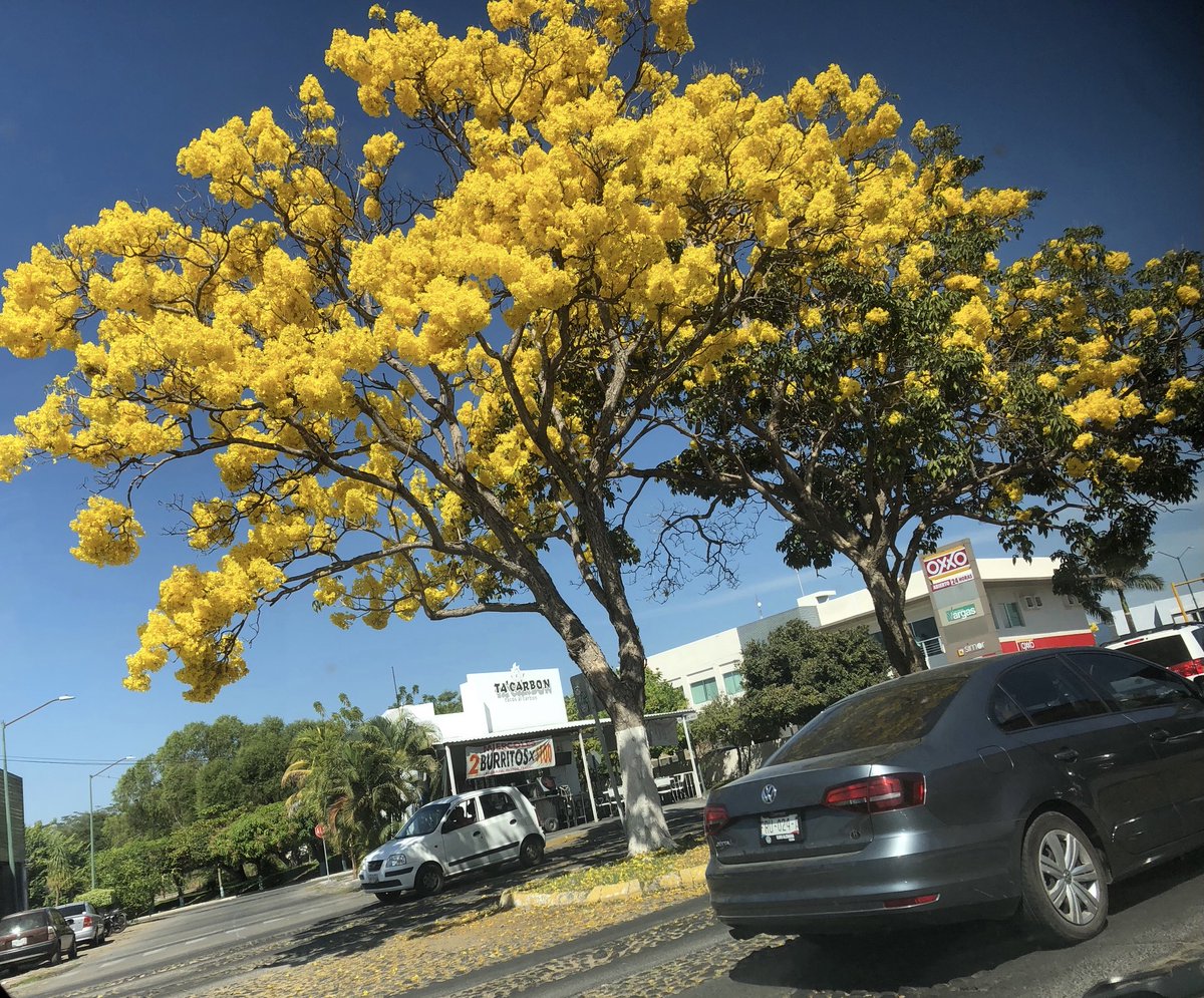 Colima_Antiguo's tweet photo. Las Primaveras un árbol florido orgullo colimote.
#Collma #Primavera #ColimaAntiguo https://t.co/T44Jtlx8I6