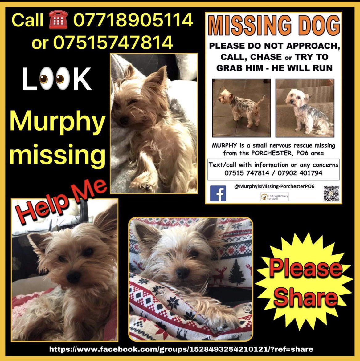 Charlie1series1's tweet photo. This is not just our dog, this is my sweet baby boy Murphy he escaped a relatives house over 15 weeks ago now - we are heartbroken 💔 I’m new to twitter so we are trying to reach out to everyone please tweet for us ❤️ https://t.co/YObTYNNW2i