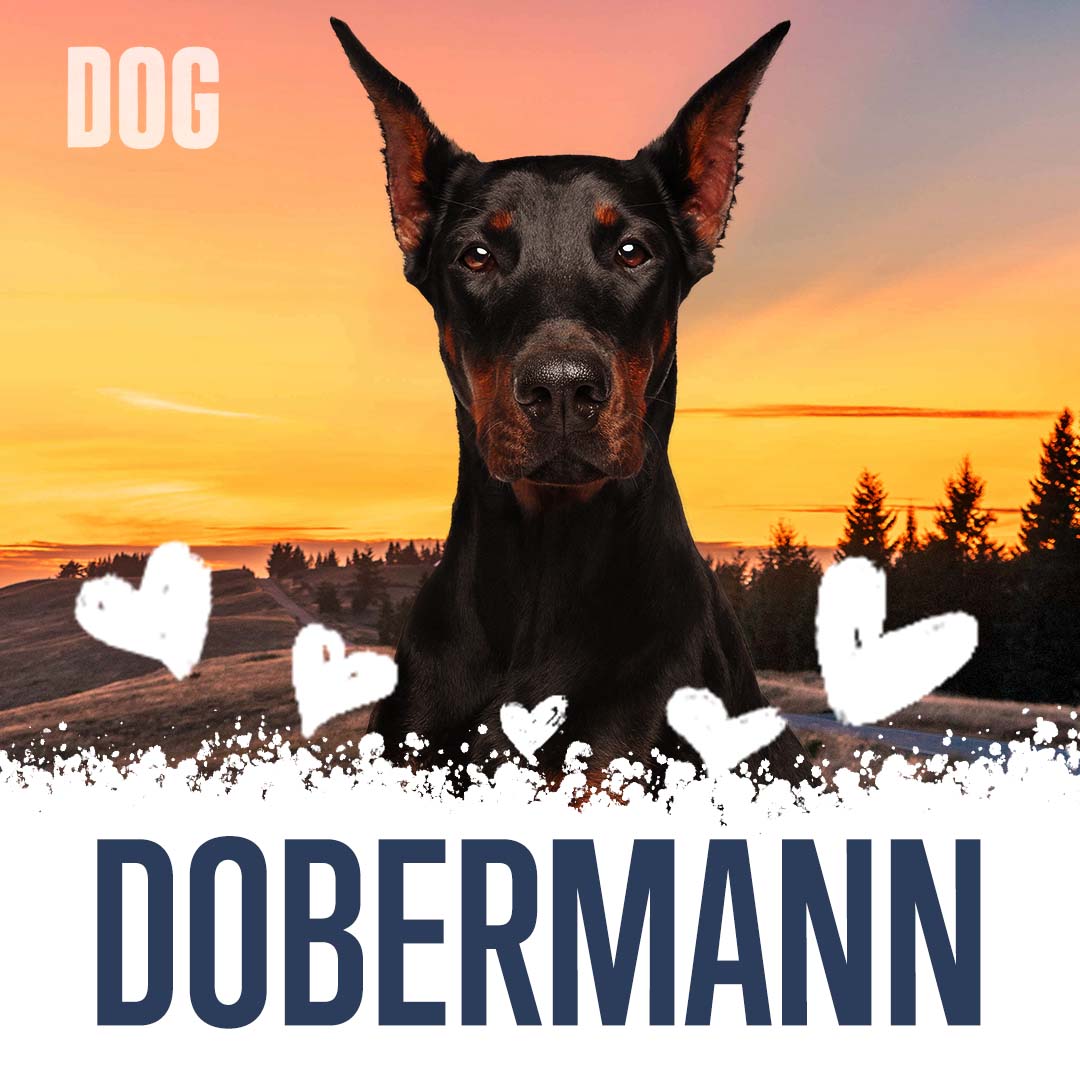 DogTheFilm's tweet photo. @Official_WBBA Your special someone is big, cute, and furry! We matched you with the dobermann. This pup also enjoys making friends and is looking for someone who is reliable like you! https://t.co/cpB5xHgZHB