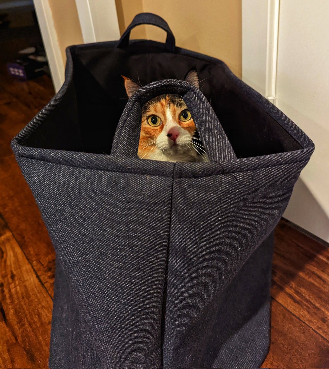 ˡᵘˢⁱᵗʳᵒᵖᵉ & ҽʂʍօӀօӀ 🐾🐾 tweet media