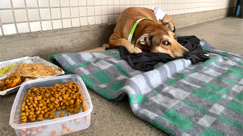 conexaoplaneta's tweet image. A #Viralata Lucimara comoveu médicos e conquistou um feito inédito no hospital da Santa Casa de SP: o direito de ficar ao lado do dono bit.ly/3Bnhkq3 Ele é #deficientevisual em #situaçãoderua e tinha sido atropelado. Em tempos de tanto desamor, esta história é um alento